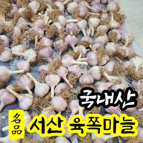 [명품특산물] 24년 서산육쪽마늘 통마늘 햇마늘 중간사이즈 50개/100개 국산 반접 한접 서산 육쪽 토종 한지형 마늘 김장 저장 요리 밭마늘, 50개, 소사이즈