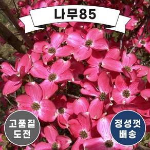 (나무85) 미꽃산딸나무 시리즈, 1.미꽃산딸 체로키치프 접목1년, 1개