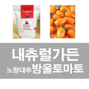 화분백화점 실습용 텃밭가꾸기 키트 내츄럴가든 노랑대추방울토마토, (크라프트-스윗바질), 1개