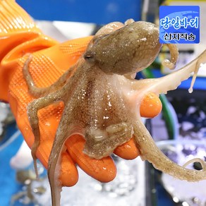 [당일조업] 서해안 태안 활 쭈꾸미 알배기 알쭈꾸미 급냉, 1개, 급냉 쭈꾸미 1kg