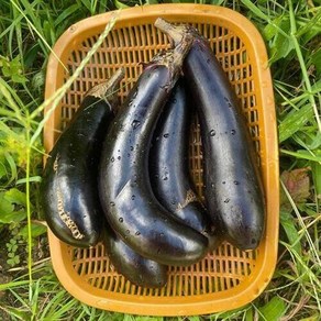 산지직송/국내산/여주/못난이 축양 가지 2kg (개당 150-180g), 상세페이지 참조