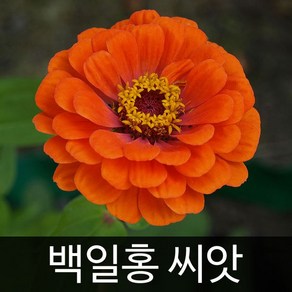 백일홍 씨앗 꽃씨앗 꽃 종자 토종 야생화 100알, 1개