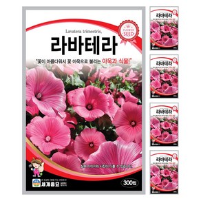 라바테라 씨앗 꽃씨 300립 꽃씨앗 세계종묘 모칸도, 5개