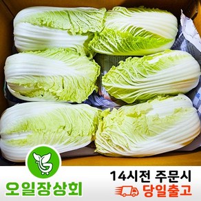 (오 일 장 상 회) 국내산 알배기 알배기배추 알배추 쌈배추 상등급 13통~16통