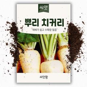 뿌리치커리 씨앗 (3000립), 1개