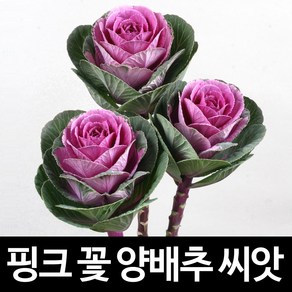 핑크 꽃 양배추 씨앗 채소 종자 꽃씨 야생화 10알, 1개