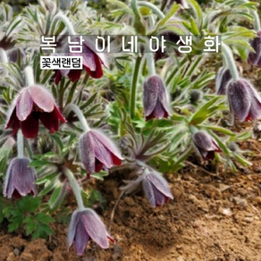 토종 할미꽃 꽃색랜덤 [4포트 복남이네야생화 모종 풀사틸라 pulsatilla]