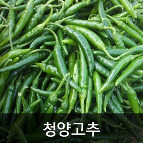 약수농장 국내산 청양고추 10kg