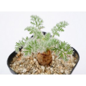 [페라고늄 아펜디쿨라텀 Pelargonium Appendiculatum] 홈가드닝 선인장 키우기쉬운 아프리카 공기정화식물 특이한 귀여운 예쁜 희귀한 인테리어 생일 승진 개업선물