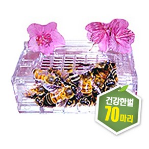 프로폴리스양봉원 벌침 70~80마리 벌침벌 봉침 봉침벌 직접만든먹이 벌 꿀벌 봉독 벌침용벌, 선택안함, 1개