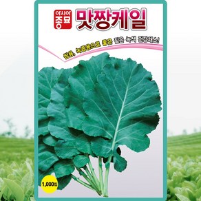 아시아종묘 맛짱케일 씨앗 1000립, 1개