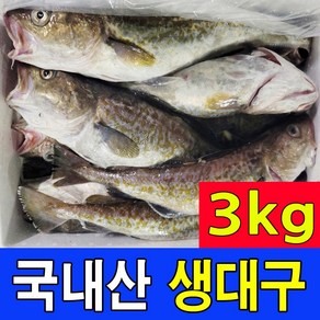 오늘 새벽에 조업한 국내산 비손질 생대구 3kg내외 2~5마리 주문진 당일조업 생물 통대구, 1세트, 3kg