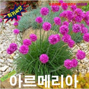 (희귀씨앗) 아르메리아 핑크 (꽃부추 Sea Pinks) 10립