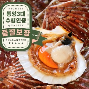 오라밀수산 당일조업 통영 비단 홍 가리비 산지직송, 1박스, 1kg