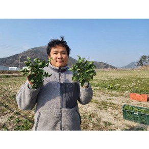 해풍 맞은 달달한 도초도 섬초 섬시금치 1kg [원산지:국산(전라남도 신안군)], 1개