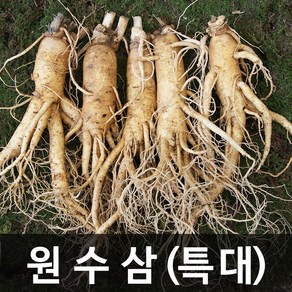 청명네이처 금산인삼 수삼(원수삼) 특대 (1kg) (8~10뿌리), 1개, 1kg