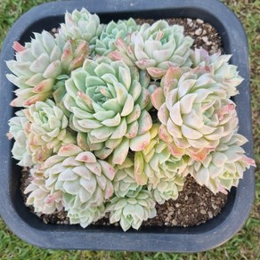 [수암다육] 휴밀리스 단품 Echeveria 'Humilis' 다육 다육이 다육식물 국민다육 332