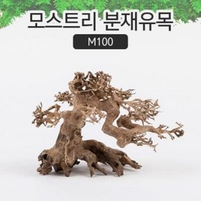 베트남 유목 모스트리 소 M100 어항 레이아웃용, 1개