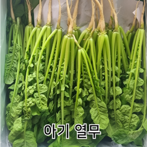 [산지농장직송] 지투상사 어린열무 아기 솎음 국내산, 1박스, 1.5kg
