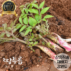 [우리농산물] 산지직송 햇두릅 눈꽃두릅 땅두릅, 1개, 200g