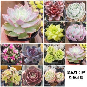 희귀 다육식물 [희귀하고 예쁜 11가지 다육이를 한눈에], 0번- ♡11종 모두 (할인+선물까지)♡, 1개