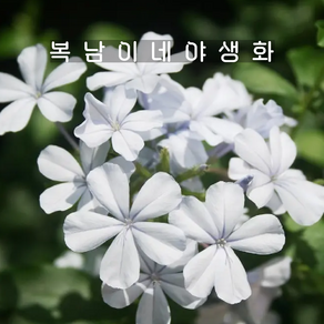 세라토스티그마 화이트 [3포트 복남이네야생화 나무앵초 플럼바고 plumbago], 3개