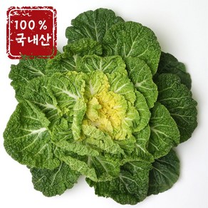 국내산 친환경 봄동 진도봄동 제철봄동 겉절이 알배기 해풍맞은봄동 나물 1box 1킬로 2킬로 3킬로, 1박스, 2kg