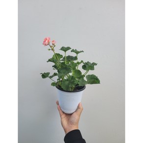 페라고늄 제라늄 겹꽃 중품 색상랜덤 25~40cm 55