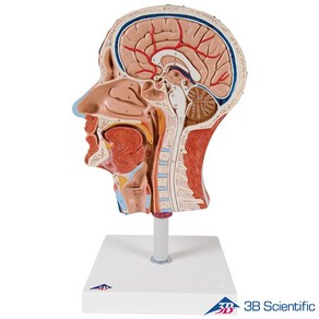 3B Scientific 인체해부모형 뇌포함 머리모형 C14 근육표현 비강 구강 뇌 포함 섹션 해부모형, 1개