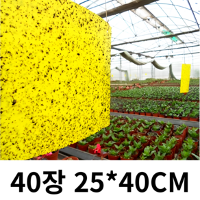 3초쿨 노랑트랩 250mm*400mm 대형 다용도 비닐하우스 초파리 날파리 러브버그 해충퇴치기, 40개