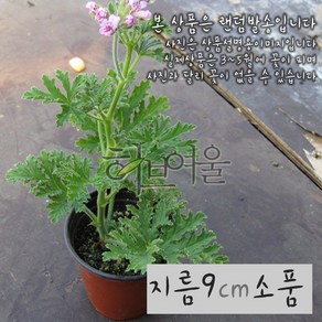 [허브여울센티드제라늄] 로즈제라늄 (모기퇴치 구문초) 지름 9cm 소품 (상토와 마사만 사용), _데코용돌1kg(핑크), 1개