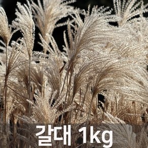 아시아종묘 씨앗 꽃 갈대 1kg, 1개