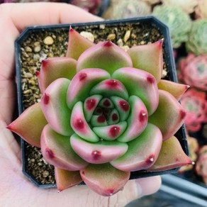 로즈가넷레드 다육이 7.5cm, 1개