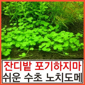 수초하우스) 노치도메(급성장종 잔디밭 수초)