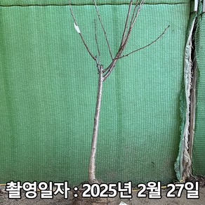 착한가격 나무생각 / 체리나무 / 라핀 / 4년생 / 결실주, 1개