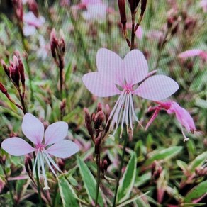 [용이네 화원] 핑크 꽃이 피는 어여쁜 바늘꽃 무늬가우라 029 화원 농원, 1개