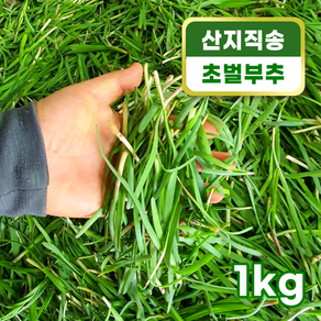 [제철] 해풍으로 키운 초벌 부추 1kg 노지부추 남해안 부추 국내산 채소 겉절이남해안 부추 국내산 채소 겉절이 다이어트 요리 면역력 향상, 1개
