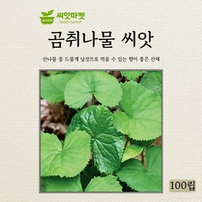 다농 곰취나물 씨앗 100립, 1개