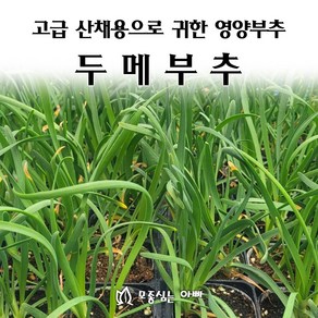 [모종심는아빠] 고급 산채용으로 귀한 영양 덩어리 두메부추 모종, 3개