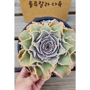 [룰루랄라다육][랜덤]다육식물 마디바 대품, 1개
