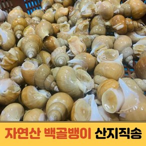 백골뱅이 백골뱅이생물 백고동 생 백골뱅이탕 동해안 산지직송 1kg, 1kg(소/중)35~45미, 1개