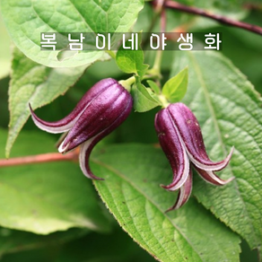 종덩굴 [2포트 복남이네야생화 모종 으아리 덩굴식물 클레마티스 clematis], 2개