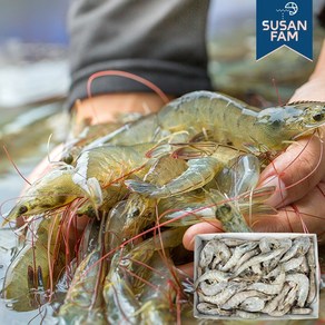 흰다리새우 2kg 5사이즈 냉동새우 대하 페루, 60-70사이즈 페루, 1개