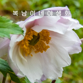 흰겹추명국 러플드스완 [1개 복남이네야생화 모종 대상화 바람꽃 숙근아네모네 anemone], 1개