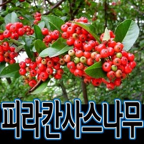 순희농장 피라칸사스 포트(3개묶음)(80cm~100cm) 피라칸사스 피라칸타, 피라칸사스포트) 150cm (2개), 3개