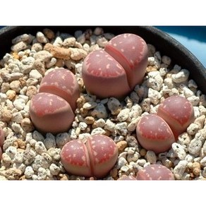 LVOL2 Lithops olivacea nebownii cv.Red olive 레드 올리브 씨앗 10립, 1개