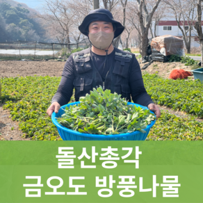 [돌산총각] 산지직송 금오도 방풍나물 노지재배, 2kg, 1박스