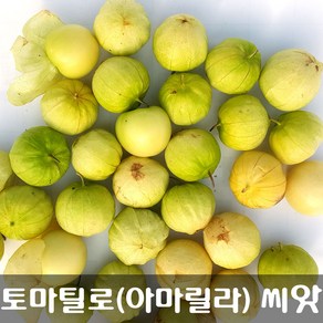 [해피플라워] 멕시칸 요리 재료 토마틸로 아마릴라(Amarylla) 씨앗 300립 / 봄 여름 파종 웰빙푸드 종자