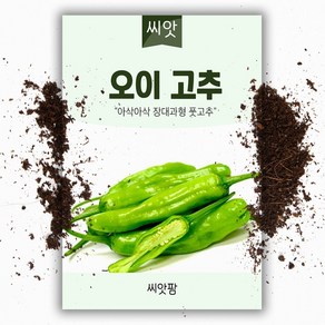 오이고추씨앗 (50립), 1개