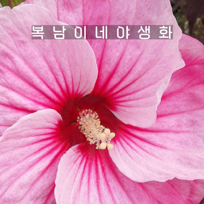 자엽부용 꽃색랜덤 [1포트 복남이네야생화 모종 히비스커스 hibiscus], 1개